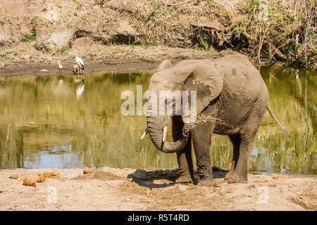 Bébé éléphant jouant dans la boue dans le parc Kruger, Afrique du Sud Banque D'Images