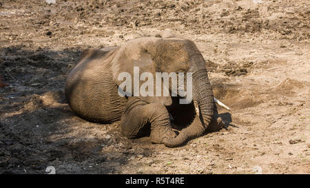 Bébé éléphant jouant dans la boue dans le parc Kruger, Afrique du Sud Banque D'Images
