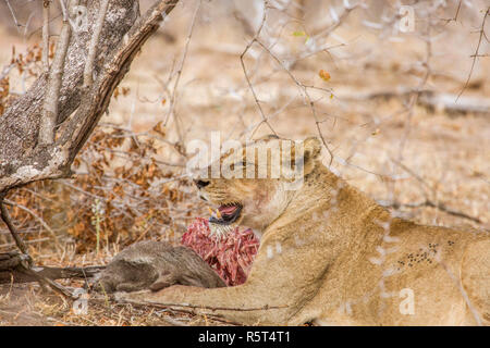 Troupeau de lions et des bébés de manger une proie dans Kruger Park, Afrique du Sud Banque D'Images