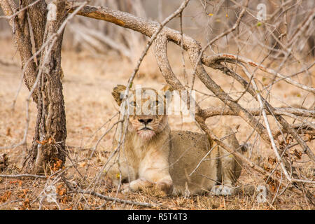 Portrait d'une lionne ayant une sieste sous les arbres dans le parc national Kruger, Afrique du Sud Banque D'Images