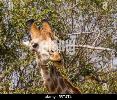 Un drôle de girafe en grimaçant la brousse dans le parc Kruger, Afrique du Sud Banque D'Images