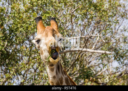 Un drôle de girafe en grimaçant la brousse dans le parc Kruger, Afrique du Sud Banque D'Images