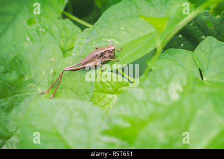 - Pholidoptera griseoaptera arbuste commun Banque D'Images