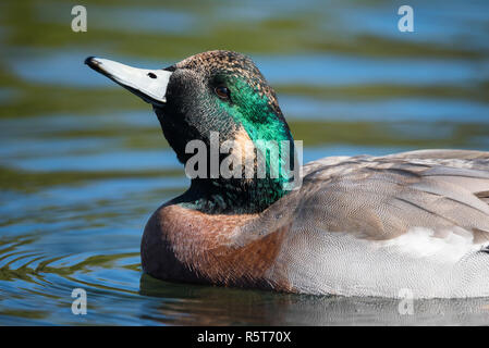 Un hybride de canard colvert Canard d'x à Humber Bay Park à Toronto, Ontario, Canada. Les colverts sont connus pour s'hybrider avec d'autres espèces. Banque D'Images