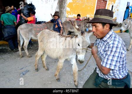 Pommes de chargement sur des ânes dans la région de Chavin de Huantar. Département d'Ancash au Pérou. Banque D'Images