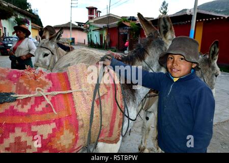 Pommes de chargement sur des ânes dans la région de Chavin de Huantar. Département d'Ancash au Pérou. Banque D'Images