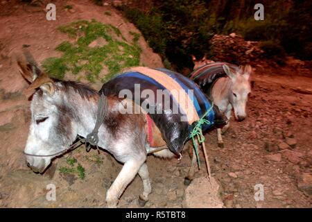 Transport des pommes sur des ânes dans la région de Chavin de Huantar. Département d'Ancash au Pérou. Banque D'Images