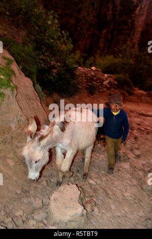 Transport des pommes sur des ânes dans la région de Chavin de Huantar. Département d'Ancash au Pérou. Banque D'Images