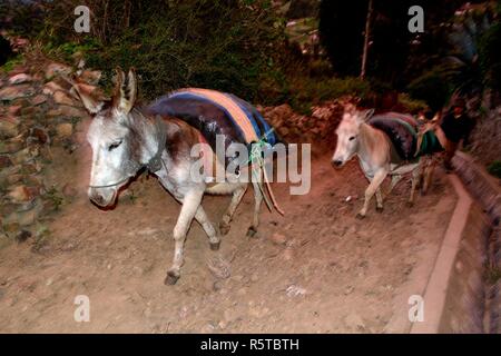 Transport des pommes sur des ânes dans la région de Chavin de Huantar. Département d'Ancash au Pérou. Banque D'Images