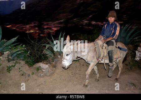 Transport des pommes sur des ânes dans la région de Chavin de Huantar. Département d'Ancash au Pérou. Banque D'Images