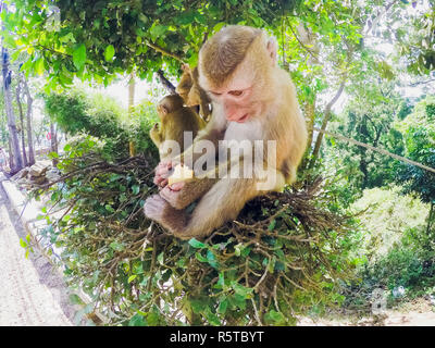 Singe mange cookie dans tai vue avant Banque D'Images