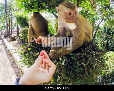 Singe mange cookie dans tai vue avant Banque D'Images