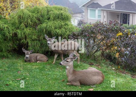 Une famille de trois cerfs reposant sur une pelouse dans un quartier de banlieue près de Eugene, Oregon, USA. Banque D'Images