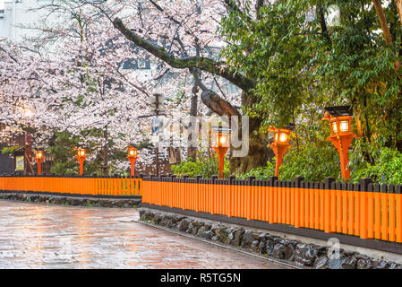 Kyoto, Japon le long de Shirakawa Dori dans la saison du printemps. Banque D'Images