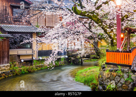 Kyoto, Japon le long de Shirakawa Dori dans la saison du printemps. Banque D'Images