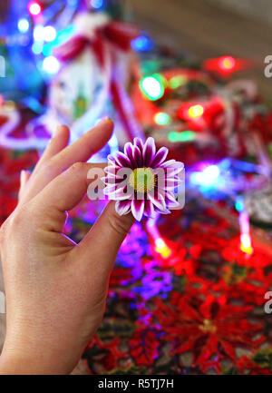 Main tenant une fleur marguerite pourpre devant les boules de Noël - lumières de Noël colorée décoration festive - Accueil Banque D'Images