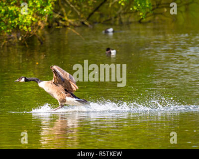 Bernache du Canada ( Branta canadensis ) sur un lac en hiver Banque D'Images