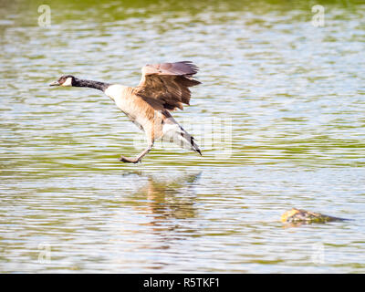 Bernache du Canada ( Branta canadensis ) sur un lac en hiver Banque D'Images