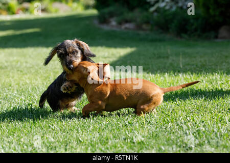 Les petits chiens teckel joue dans le jardin Banque D'Images