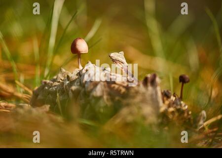 Petits Champignons Banque D'Images