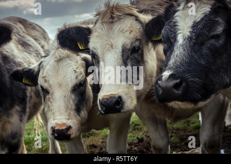 Curieux shaggy vaches entassés sur une froide journée d'automne dans la campagne néerlandaise Banque D'Images