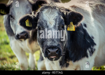 Sweet à la vache shaggy blanc et gris avec la langue de traîner les yeux dans l'objectif de l'appareil à un peu stupide. Banque D'Images