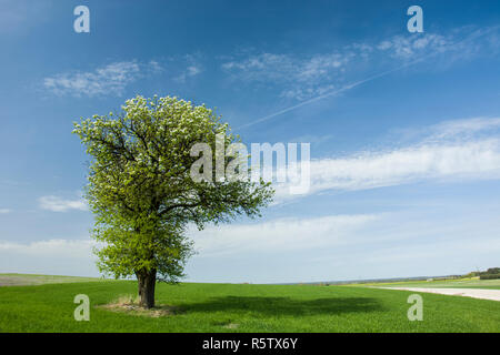 Grand arbre à feuilles caduques florissant dans un champ vert, d'horizon et les nuages sur ciel bleu Banque D'Images