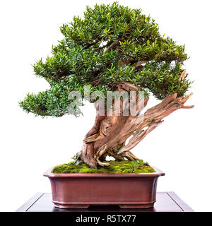 If de conifères pour la culture de bonsai avec deadwood