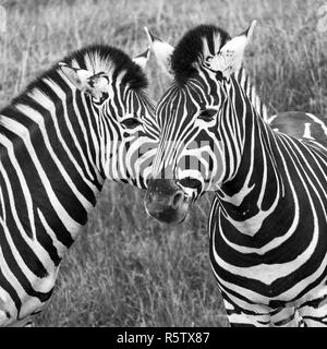 Deux noir et blanc à rayures des zèbres de Chapman, photographié en monochrome à Port Lympne Safari Park, Ashford, Kent UK Banque D'Images