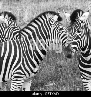 Trois noir et blanc à rayures des zèbres de Chapman, photographié en monochrome à Port Lympne Safari Park, Ashford, Kent UK Banque D'Images