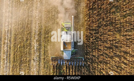 Les récoltes de l'Ensileuse maïs. Recueillir des épis de maïs à l'aide d'une moissonneuse-batteuse. Le maïs mûr sur le terrain. Banque D'Images