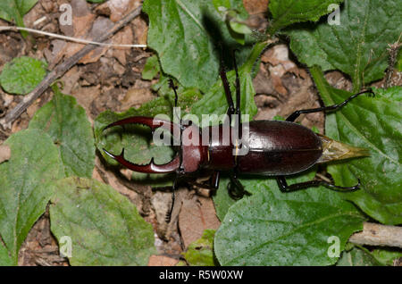 Stag Beetle géant, Lucanus elaphus, homme Banque D'Images