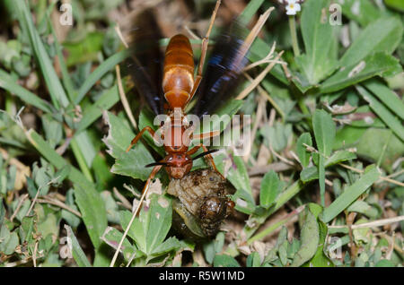 Paper Wasp, Polistes sp., grub en pâte alors que le sud de proies, la fourmi de feu, Solenopsis xyloni interférer Banque D'Images