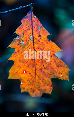 Feuille d’automne Banque D'Images