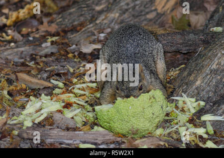 Écureuil renard de l'est, Sciurus Niger, se nourrissant d'orange d'Osage, Maclura pomifera, graines extraites du fruit Banque D'Images