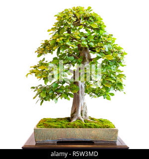 Vieux charme en tant que bonsai arbre avec un tronc d'arbre puissant Banque D'Images