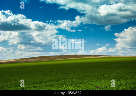 Grand terrain vert, horizon et les nuages blancs sur le ciel bleu Banque D'Images