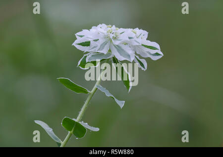 La neige sur la montagne, l'Euphorbia marginata Banque D'Images