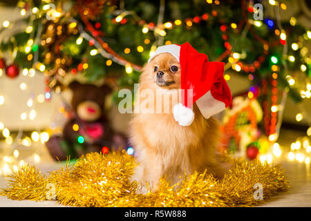 Un chien de race Le spitz de couleur rouge dans un bonnet rouge près de l'arbre de Noël avec des guirlandes Banque D'Images