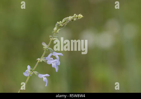La sauge, Salvia azurea Blue Banque D'Images