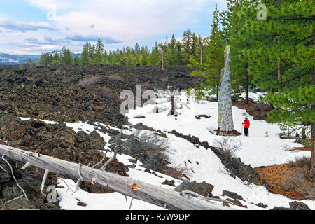 Femme 42 834,01755 randonnées en hiver article par un lit de lave noire enneigée avec arbres morts sur le bord des arbres de pin ponderosa (Pinus ponderosa) Forêt Banque D'Images