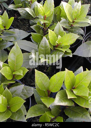 Les jeunes Bay Laurus nobilis en pots . . Banque D'Images