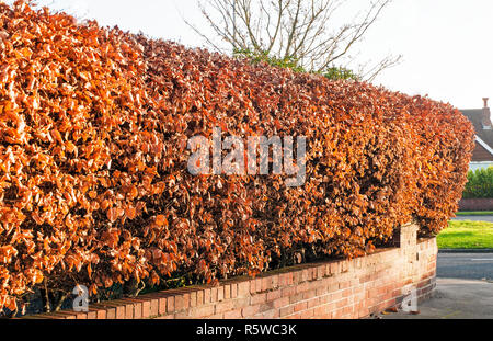 Le hêtre commun en hiver Couverture montrant les feuilles qui ont viré au brun Banque D'Images