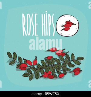 Ensemble de plantes isolées fruits d'églantier herb Banque D'Images