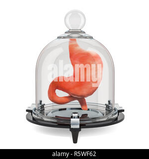 Estomac humain couverte de verre bell, protéger concept. Le rendu 3D isolé sur fond blanc Banque D'Images