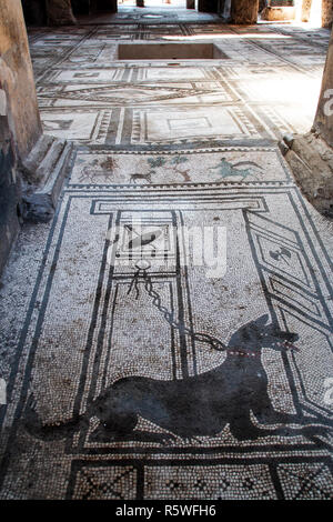 POMPEI - LE 22/06/2017 - mosaïque représentant un chien dans l'ancienne ville romaine de Pompéi, détruite par l'éruption du Vésuve en 70 d.c. Banque D'Images