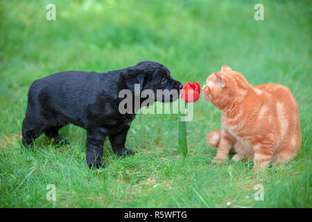 Animaux drôles. Petit chiot et chaton jouer à l'extérieur dans le jardin d'été. Chat et chien reniflant fleur tulipe rouge Banque D'Images