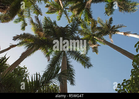 Arbres au jardin botanique tropical sur l'île des cuisiniers à Assouan en Egypte Banque D'Images