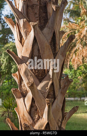 Libre de grand tronc palmier dans le jardin formel Banque D'Images