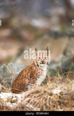 Les jeunes lynx eurasien est assis dans l'herbe à l'hiver Banque D'Images